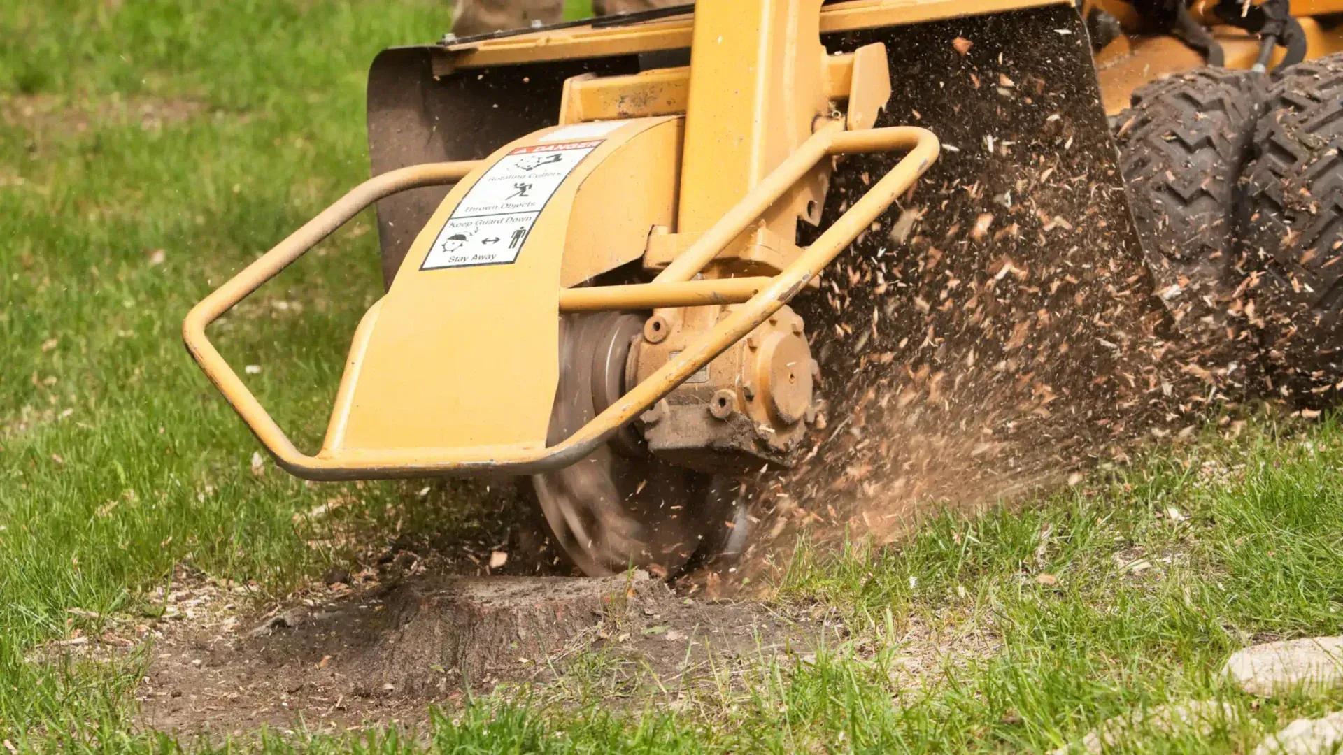 A stump grinder is cutting a tree stump in the grass.