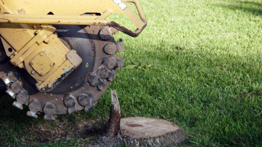 A stump grinder is cutting a tree stump in the grass.
