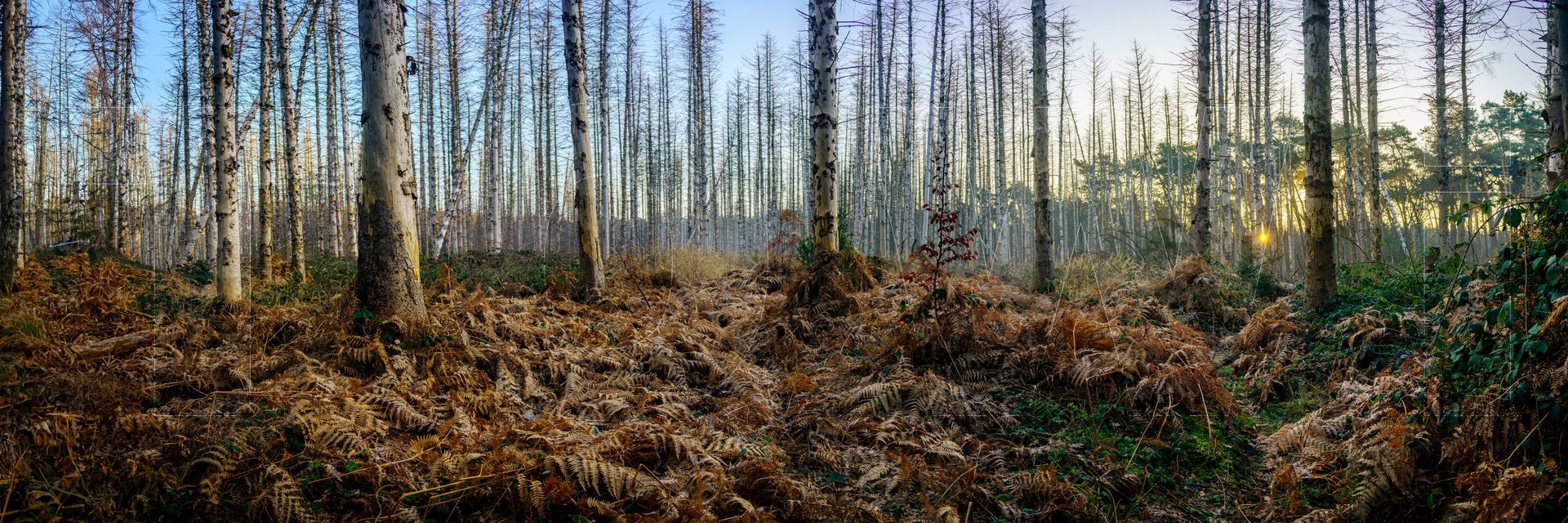 Leverkusen, Bürgerbusch, Panoramen, Panoramaaufnahmen, TOWi
