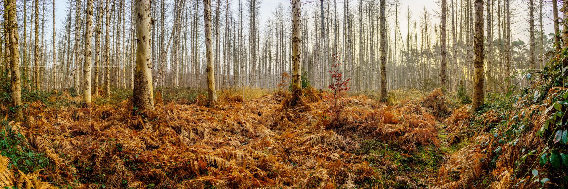 Panoramafoto Bürgerbusch, Schlebusch, Leverkusen
towi.de