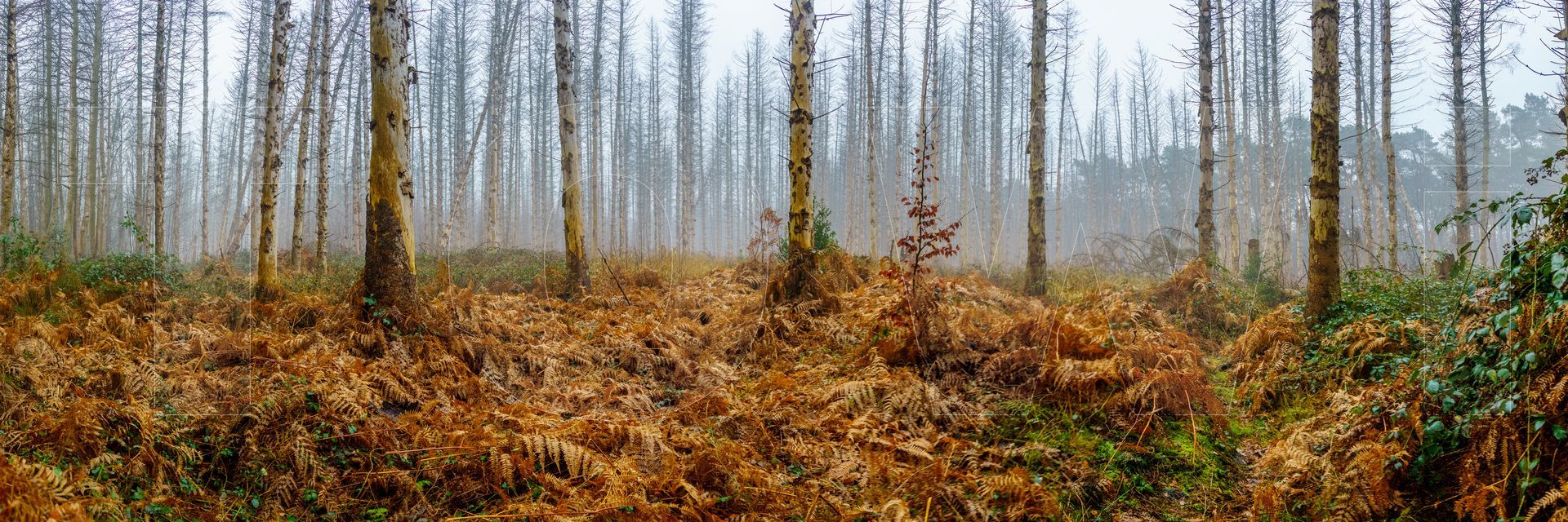 Panoramafoto Bürgerbusch, Schlebusch, Leverkusen
towi.de