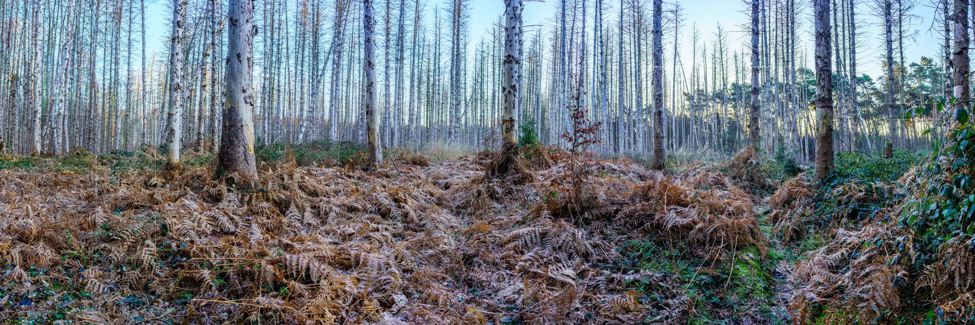 Panoramafoto Bürgerbusch, Schlebusch, Leverkusen
towi.de