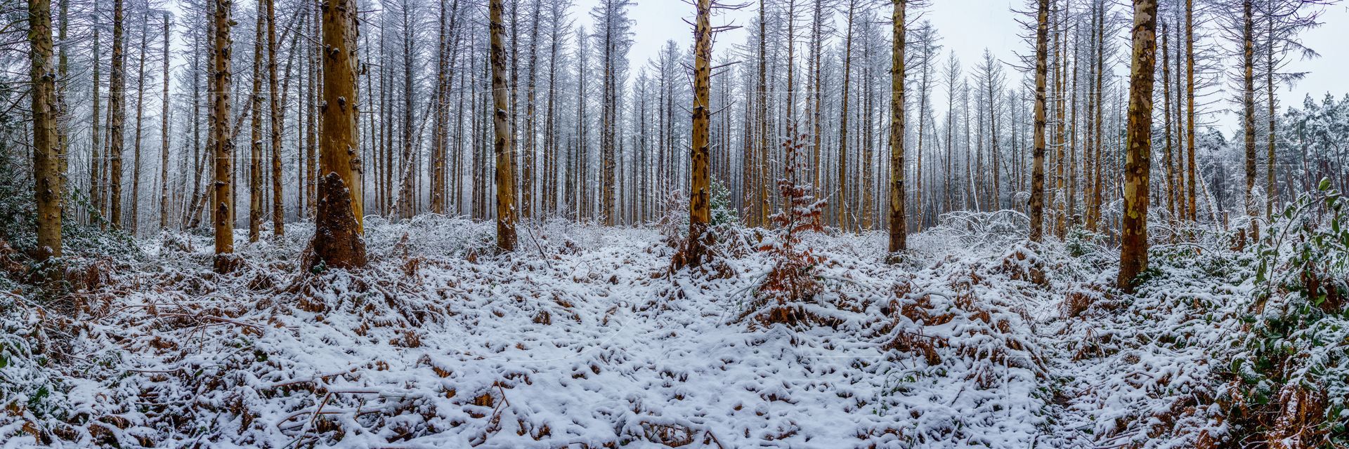 Panoramafoto Bürgerbusch, Schlebusch, Leverkusen
towi.de