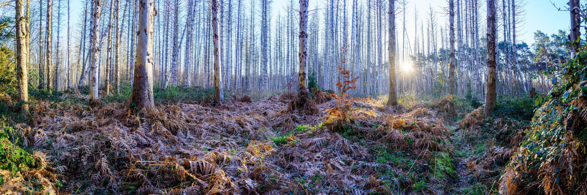 Panoramafoto Bürgerbusch, Schlebusch, Leverkusen
towi.de