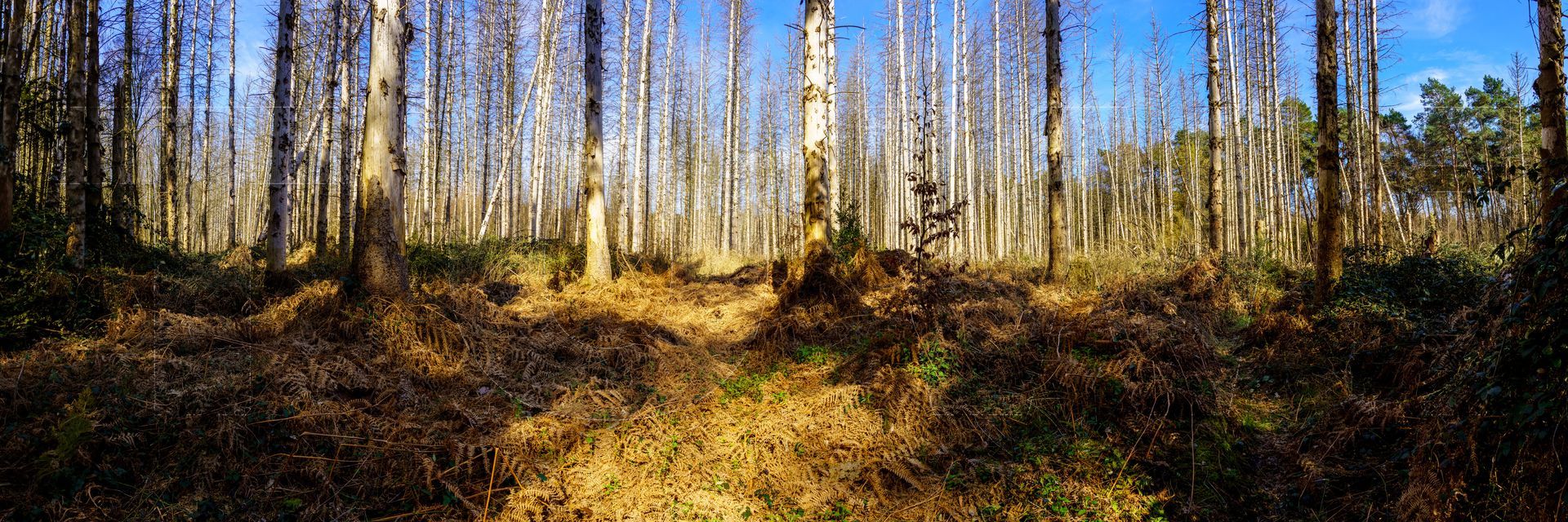 Panoramafoto Bürgerbusch, Schlebusch, Leverkusen
towi.de