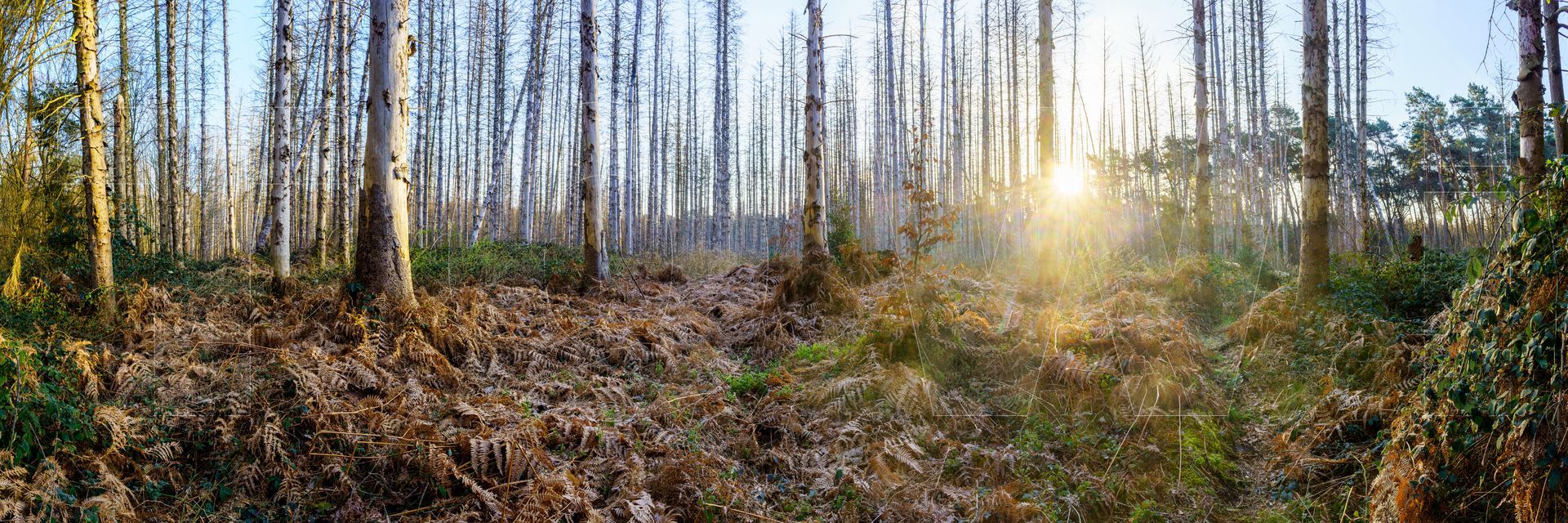 Panoramafoto Bürgerbusch, Schlebusch, Leverkusen
towi.de