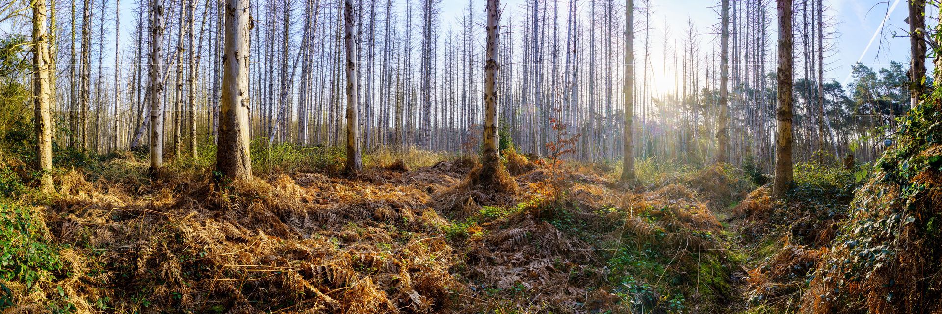 Panoramafoto Bürgerbusch, Schlebusch, Leverkusen
towi.de