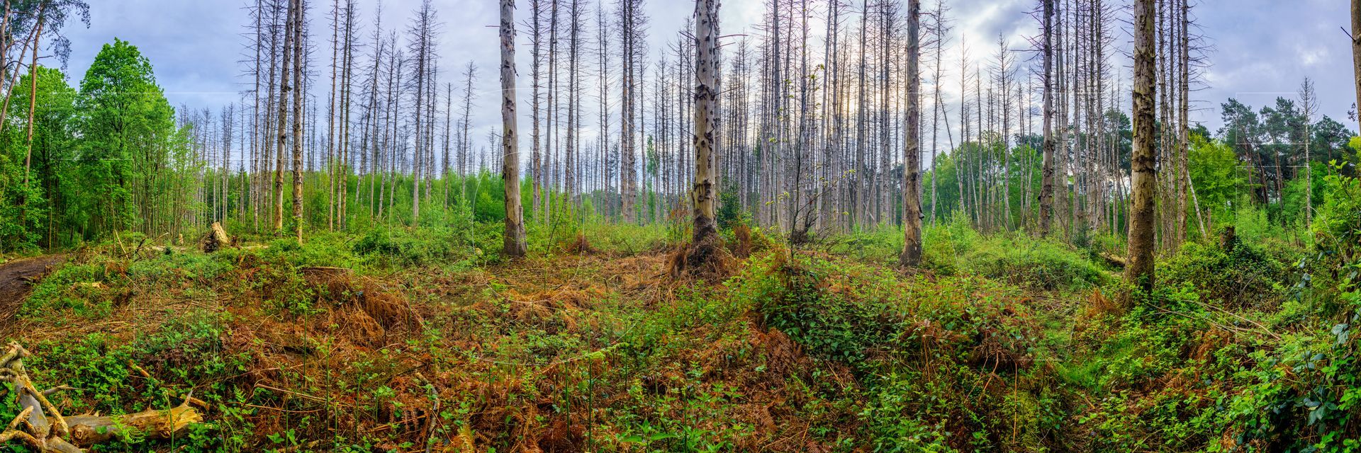 Panoramafoto Bürgerbusch, Schlebusch, Leverkusen
towi.de