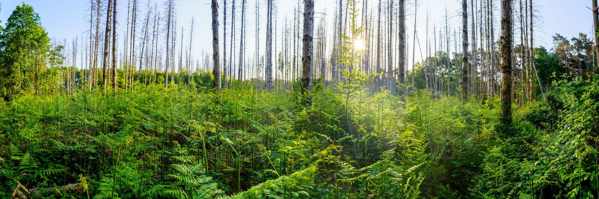 Panoramafoto Bürgerbusch, Schlebusch, Leverkusen
towi.de