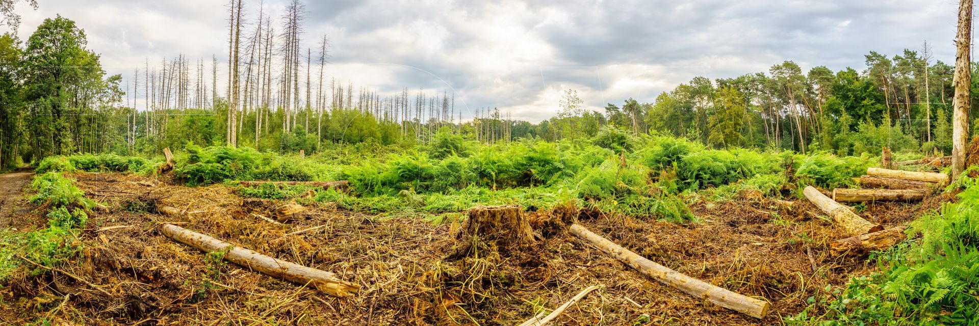 Panoramafoto Bürgerbusch, Schlebusch, Leverkusen
towi.de