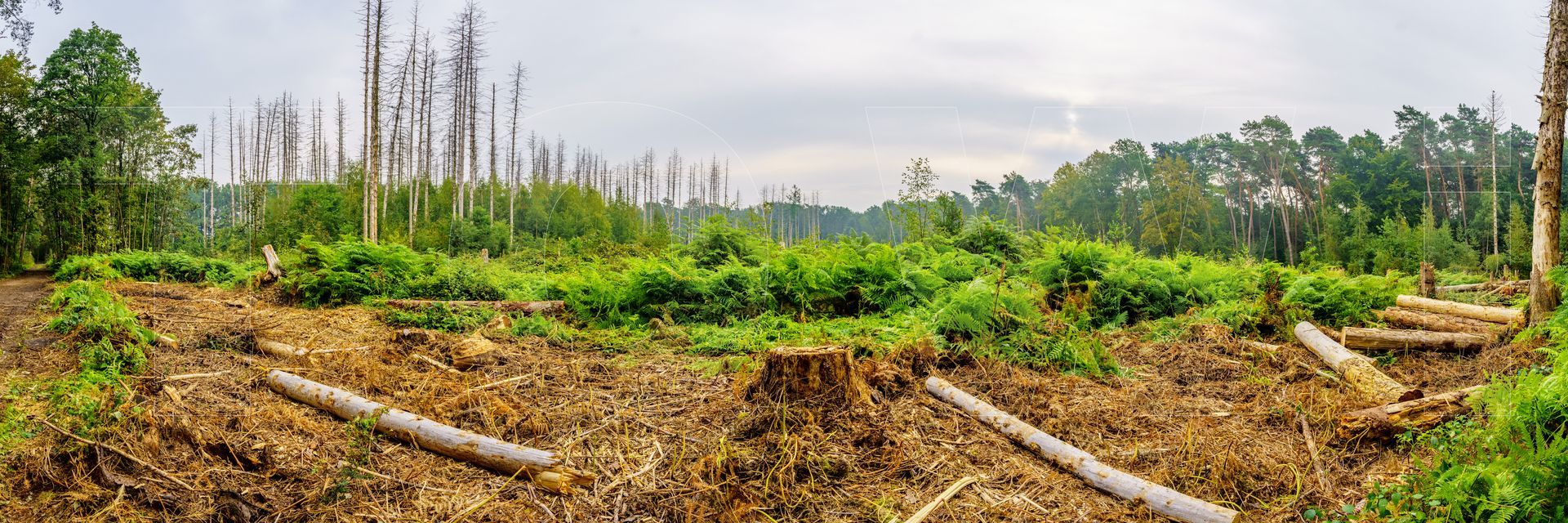 Panoramafoto Bürgerbusch, Schlebusch, Leverkusen
towi.de