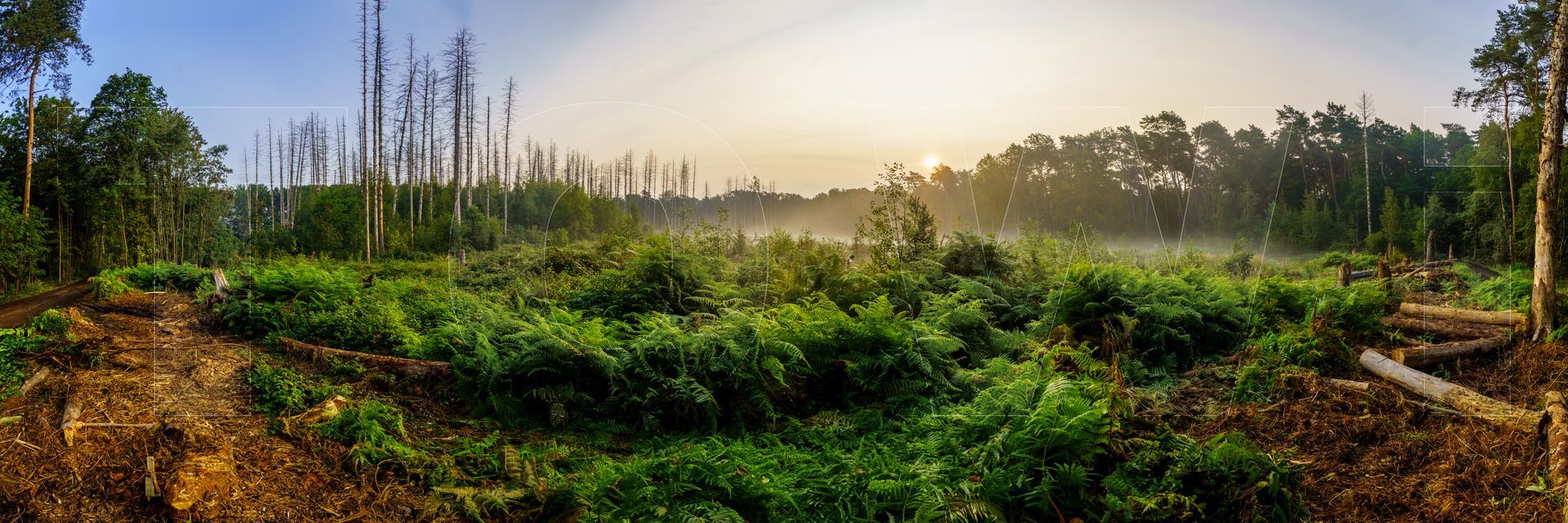 Panoramafoto Bürgerbusch, Schlebusch, Leverkusen
towi.de