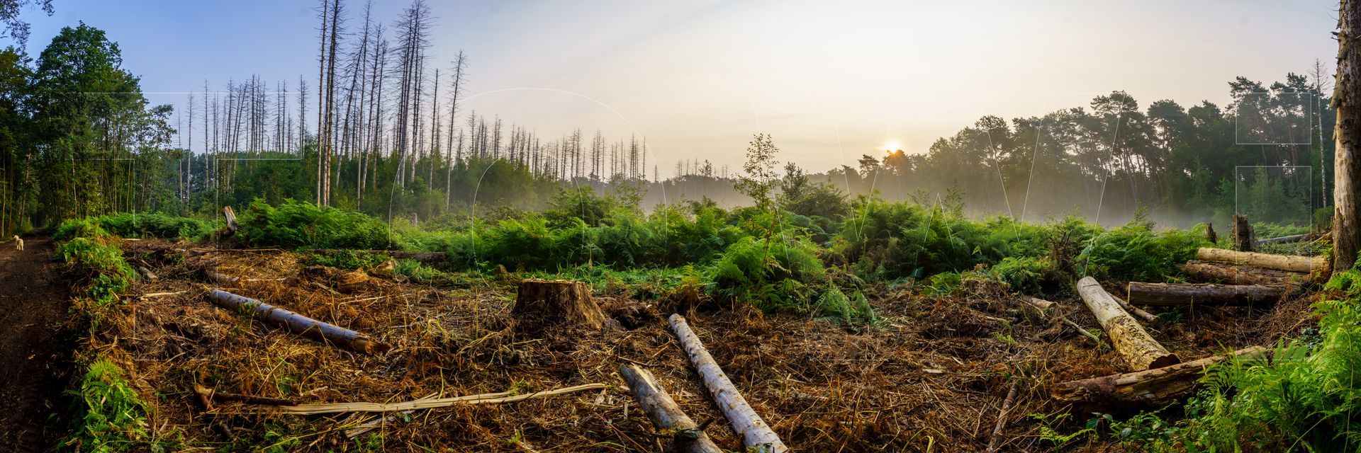 Panoramafoto Bürgerbusch, Schlebusch, Leverkusen
towi.de