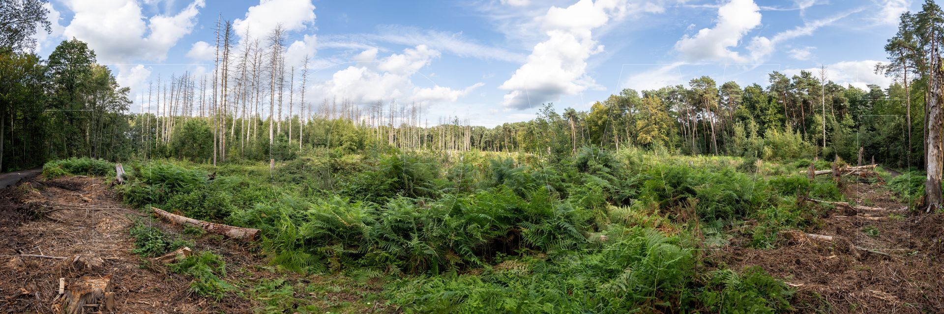 Panoramafoto Bürgerbusch, Schlebusch, Leverkusen
towi.de