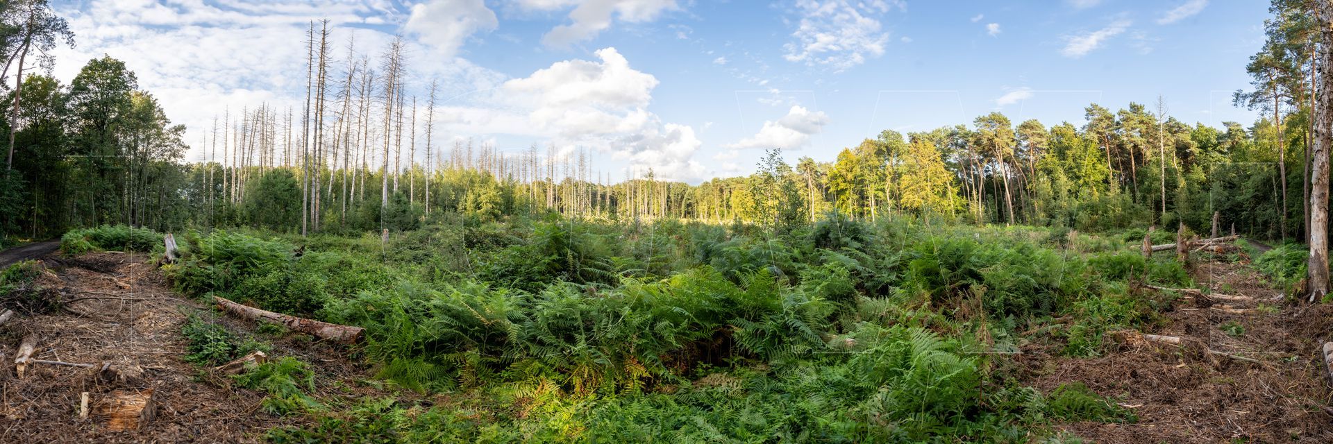 Panoramafoto Bürgerbusch, Schlebusch, Leverkusen
towi.de