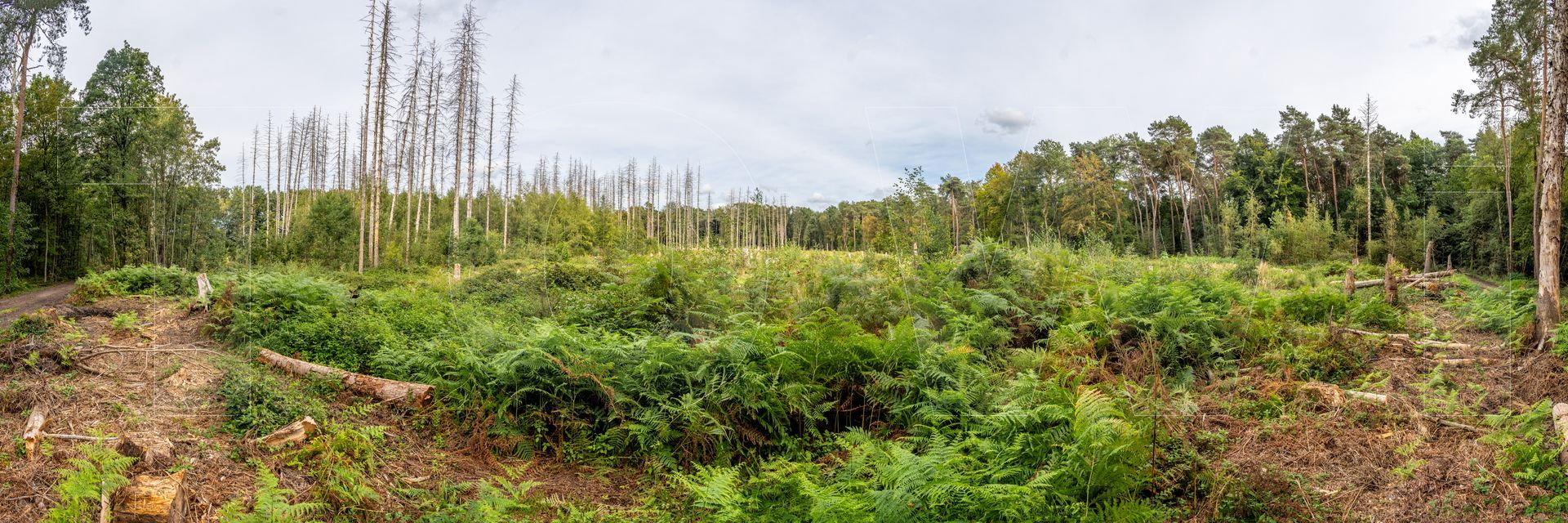 Panoramafoto Bürgerbusch, Schlebusch, Leverkusen
towi.de
