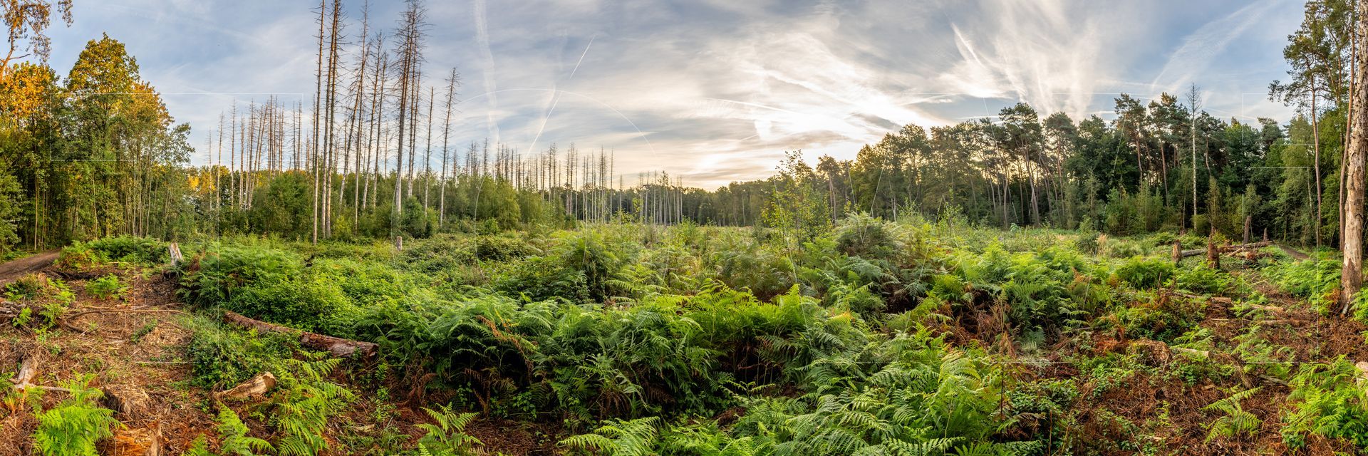 Panoramafoto Bürgerbusch, Schlebusch, Leverkusen
towi.de