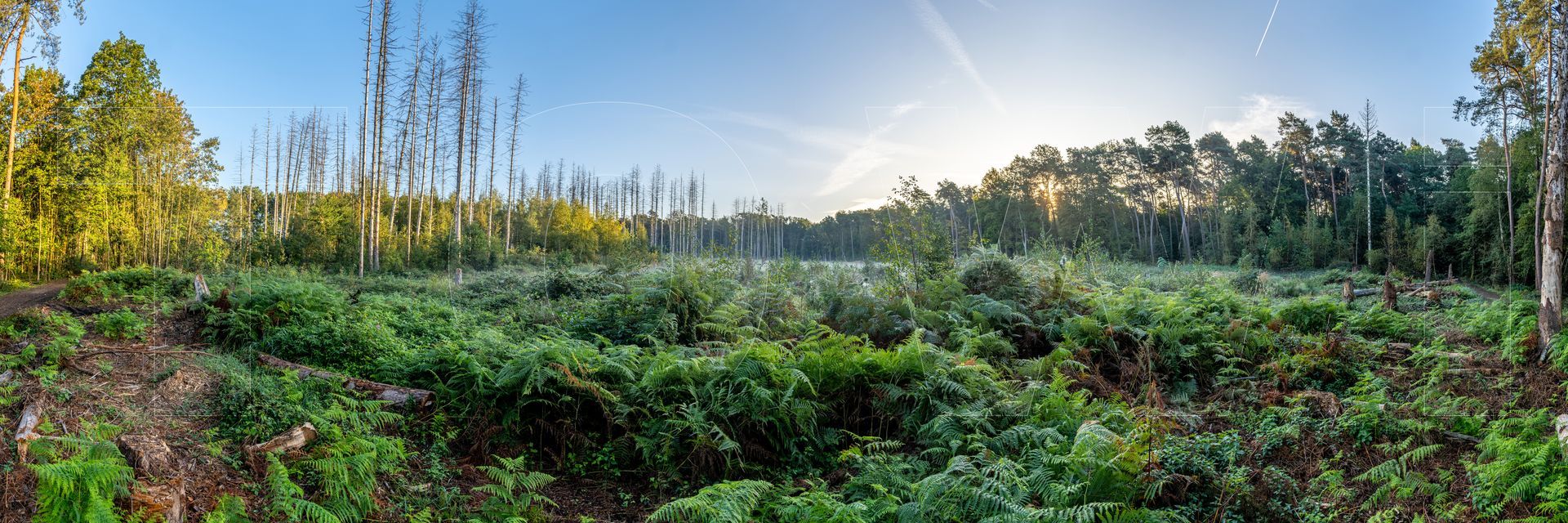 Panoramafoto Bürgerbusch, Schlebusch, Leverkusen
towi.de