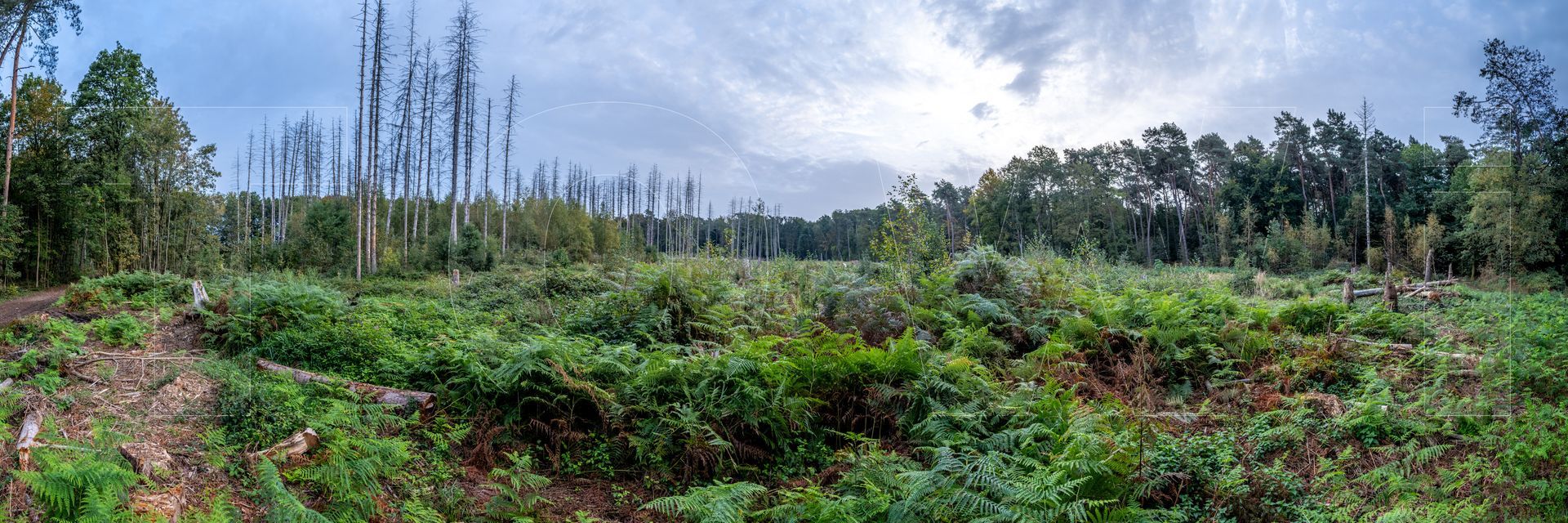 Panoramafoto Bürgerbusch, Schlebusch, Leverkusen
towi.de