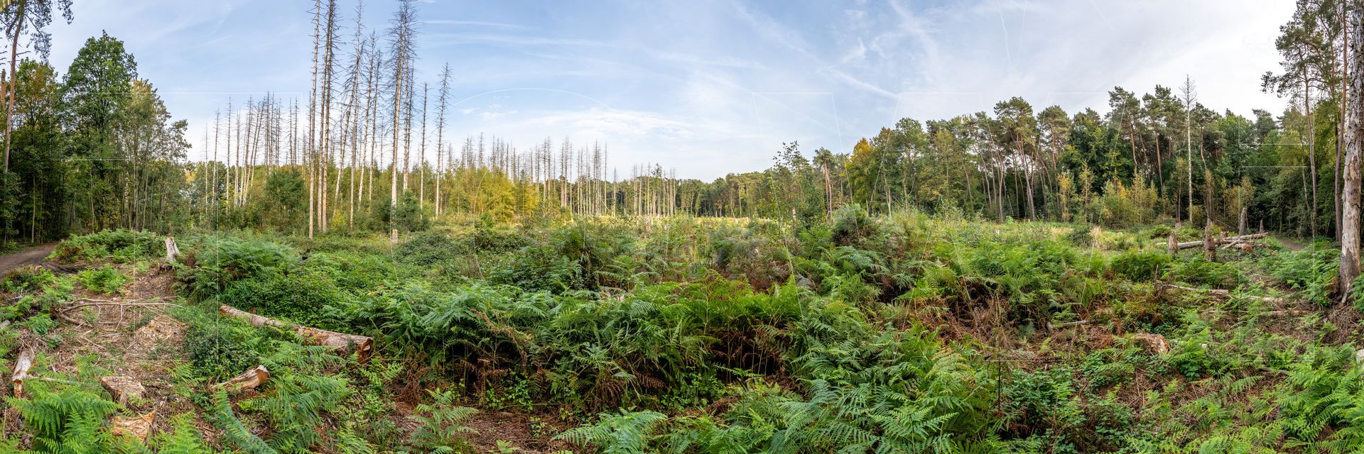 Panoramafoto Bürgerbusch, Schlebusch, Leverkusen
towi.de
