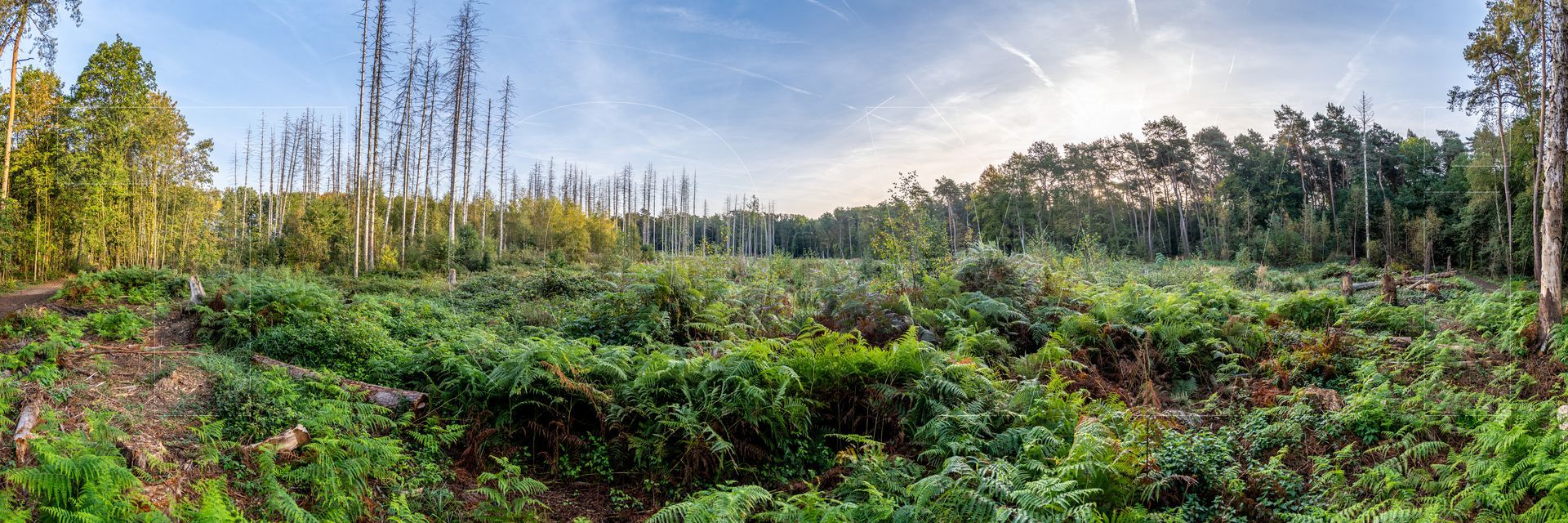 Panoramafoto Bürgerbusch, Schlebusch, Leverkusen
towi.de