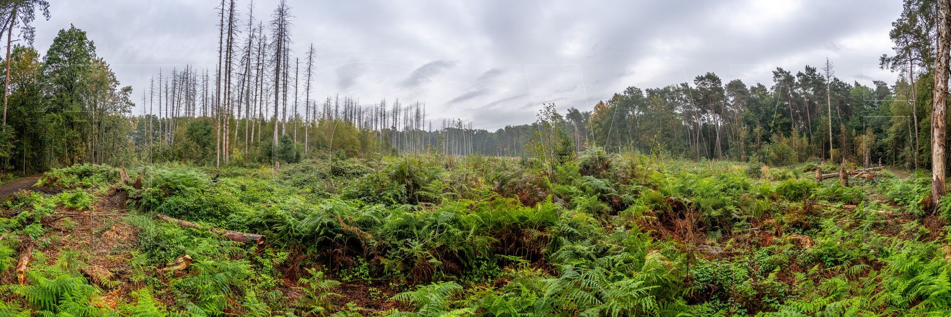 Panoramafoto Bürgerbusch, Schlebusch, Leverkusen
towi.de