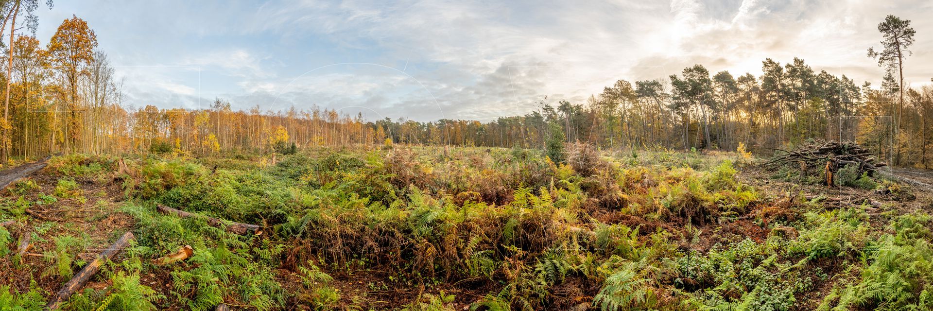 Panoramafoto Bürgerbusch, Schlebusch, Leverkusen
towi.de