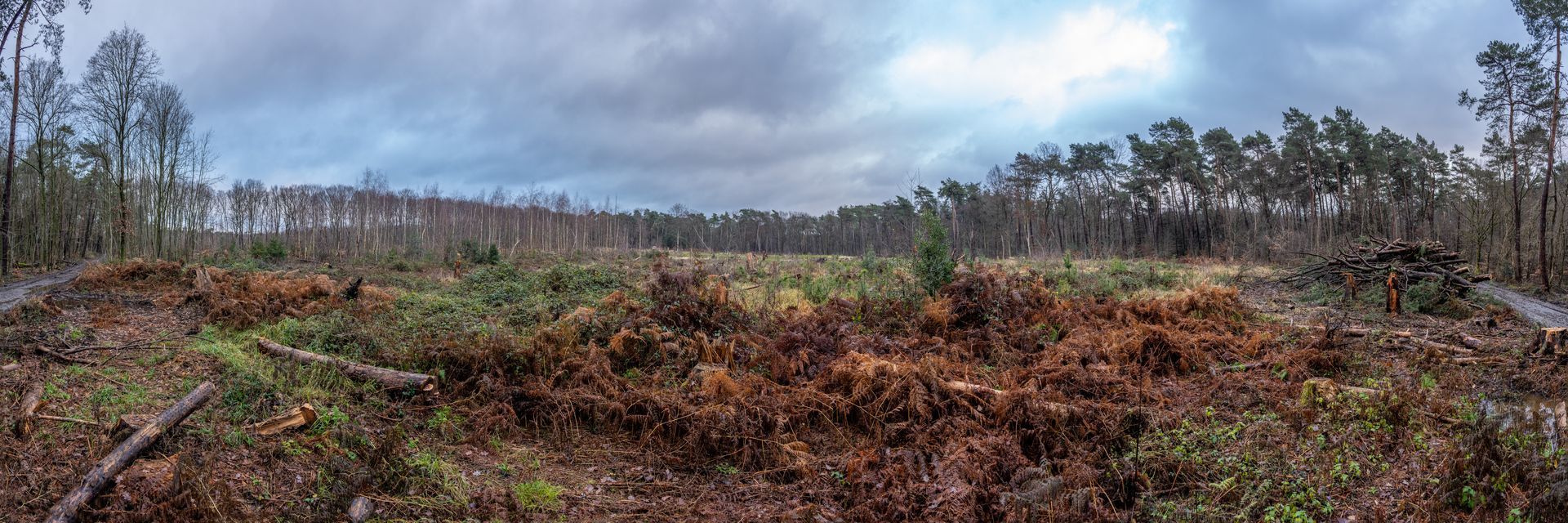 Panoramafoto Bürgerbusch, Schlebusch, Leverkusen
towi.de