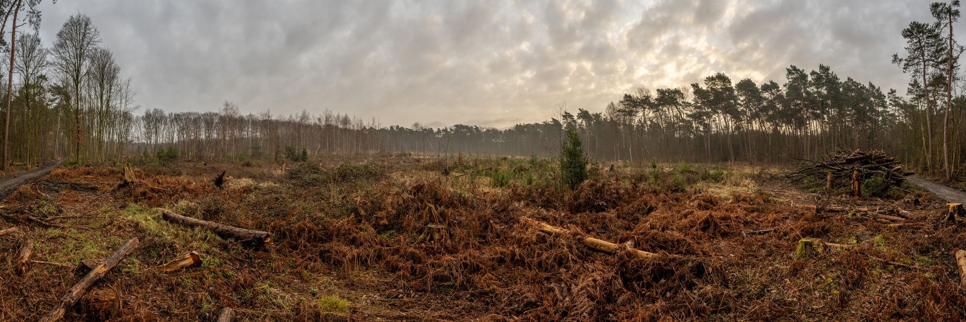 Leverkusen, Bürgerbusch, Panoramen, Panoramaaufnahmen, TOWi