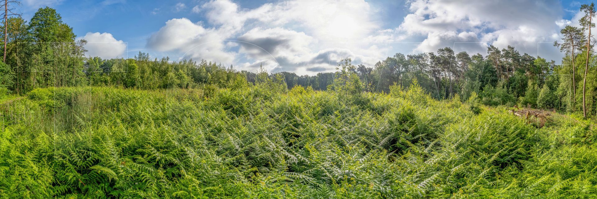 Panoramafoto Bürgerbusch, Schlebusch, Leverkusen
towi.de