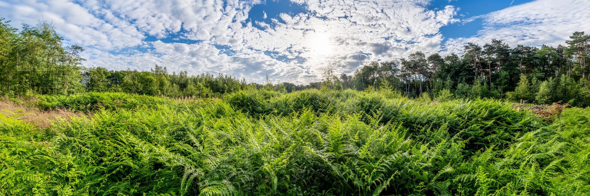 Panoramafoto Bürgerbusch, Schlebusch, Leverkusen
towi.de