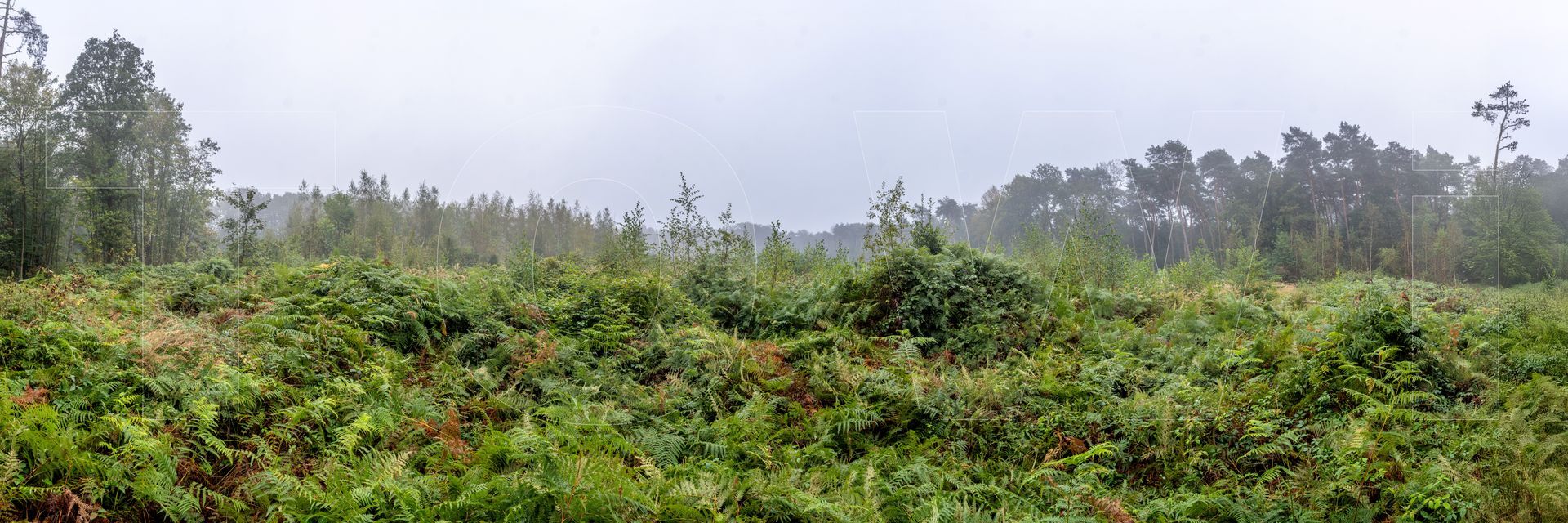 Panoramafoto Bürgerbusch, Schlebusch, Leverkusen
towi.de