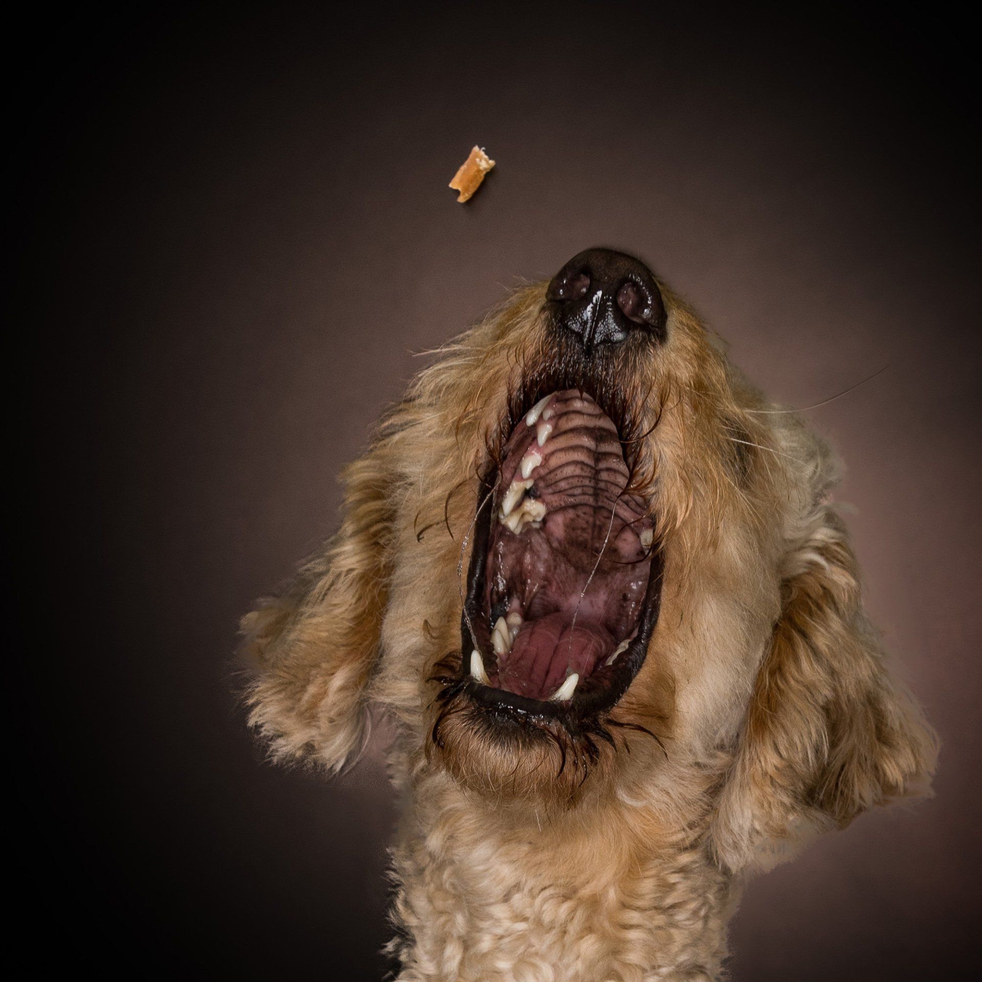 Fotografie, Hund, Doodle, Hundefotografie, TOWi