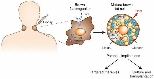 Diagram showing a person with a biopsy, brown fat progenitor cells and mature brown fat cells.