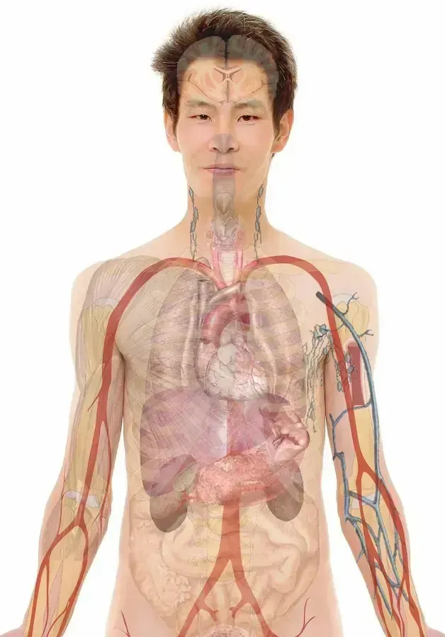 Human figure with overlaid circulatory and respiratory systems, showing major organs in detail.