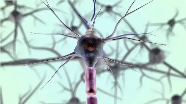 Neuron cell with branching arms, translucent body, and a pink, cylindrical section.