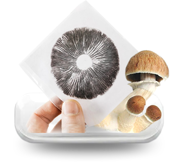 Mushroom spore prints
