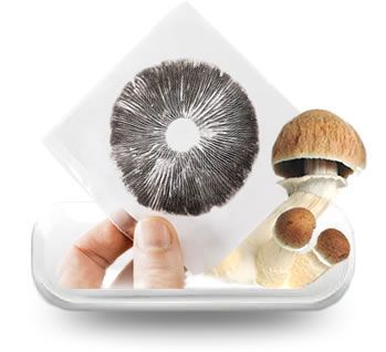 Mushroom spore prints