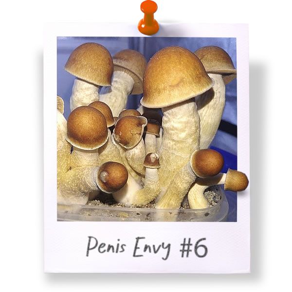 Penis Envy Cubensis