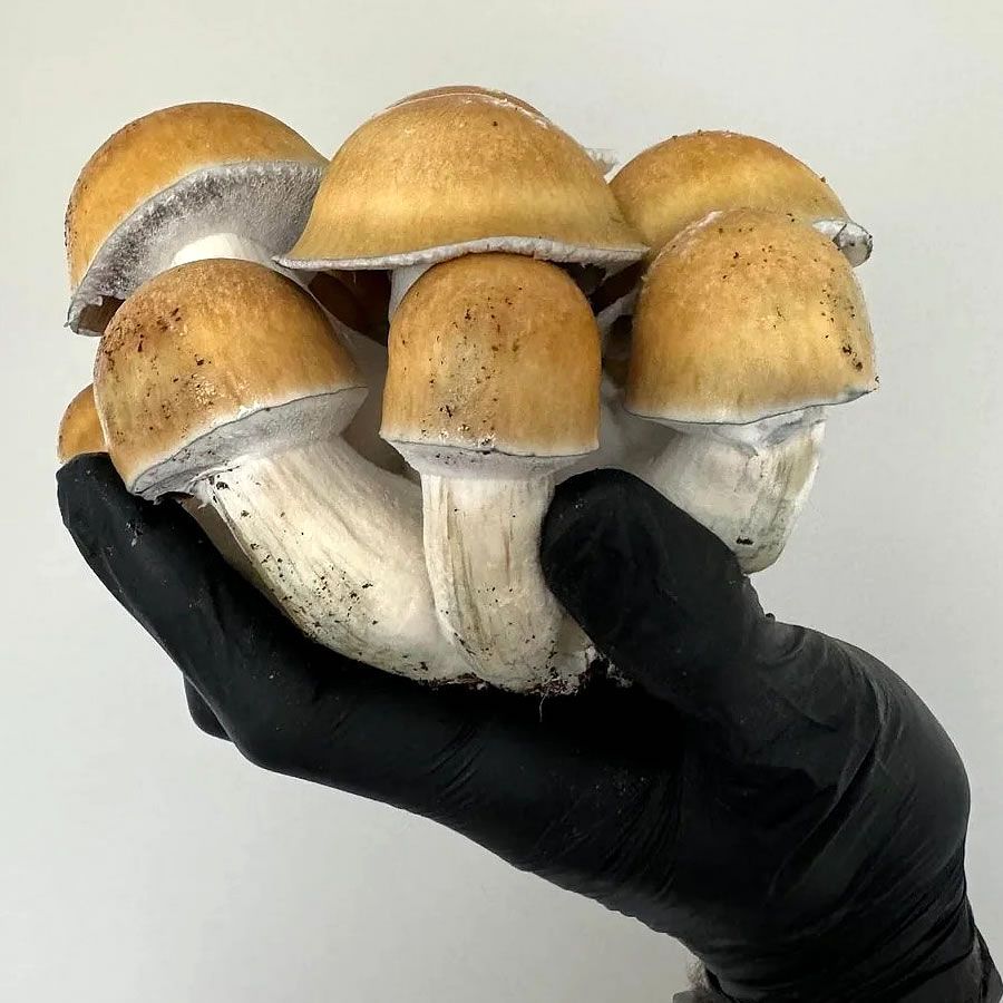 A person wearing black gloves is holding a bunch of mushrooms in their hand.