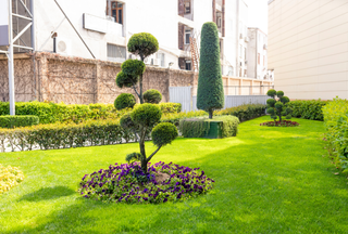 A lush green lawn with a tree in the middle of it.