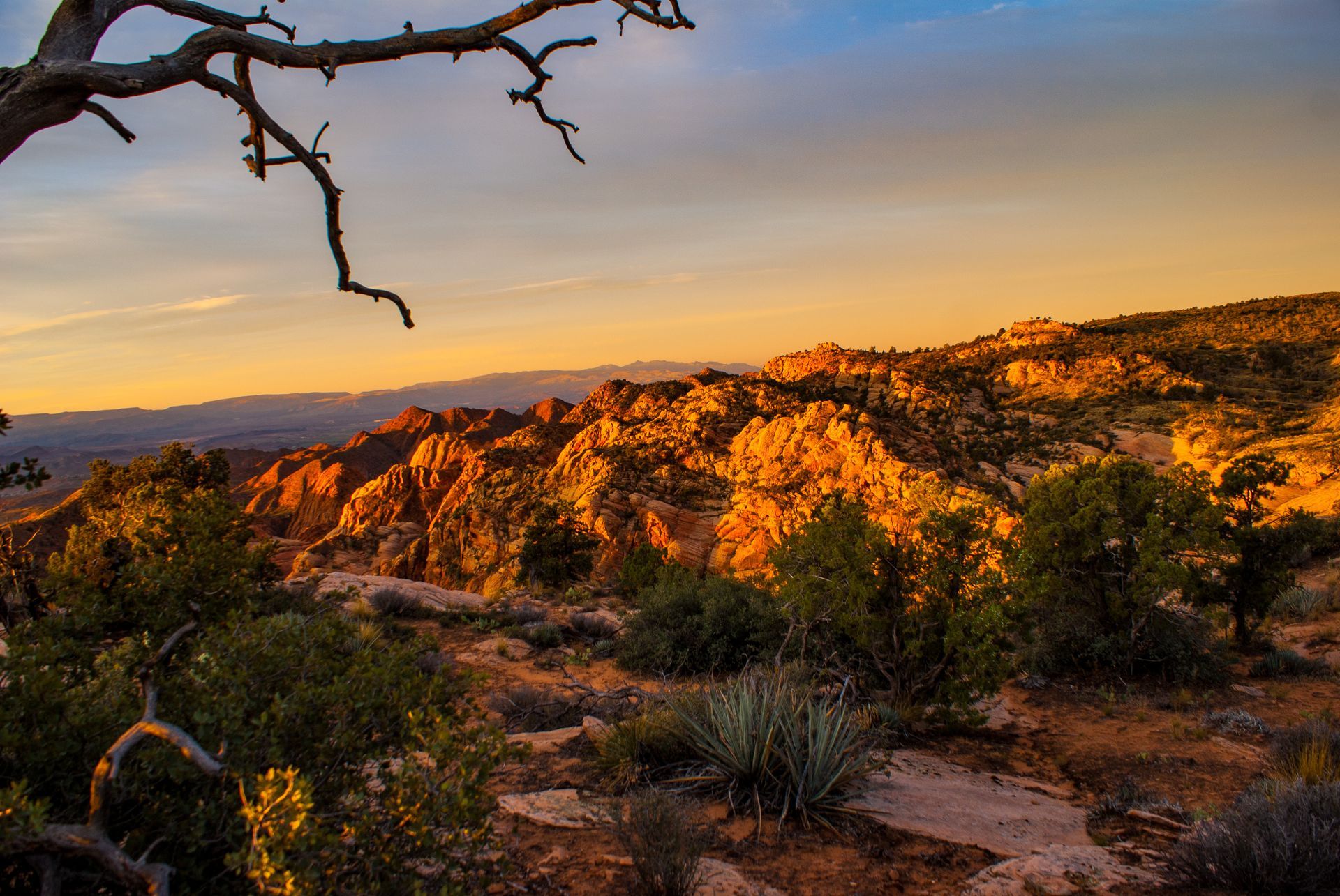 A tree branch is hanging over a desert landscape at sunset.