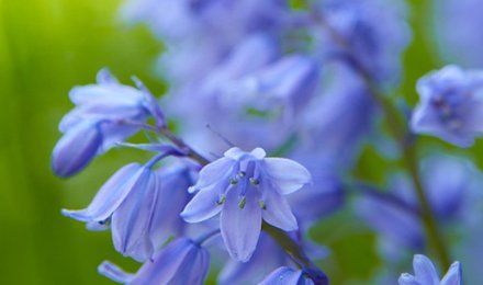 lavender colour flowers