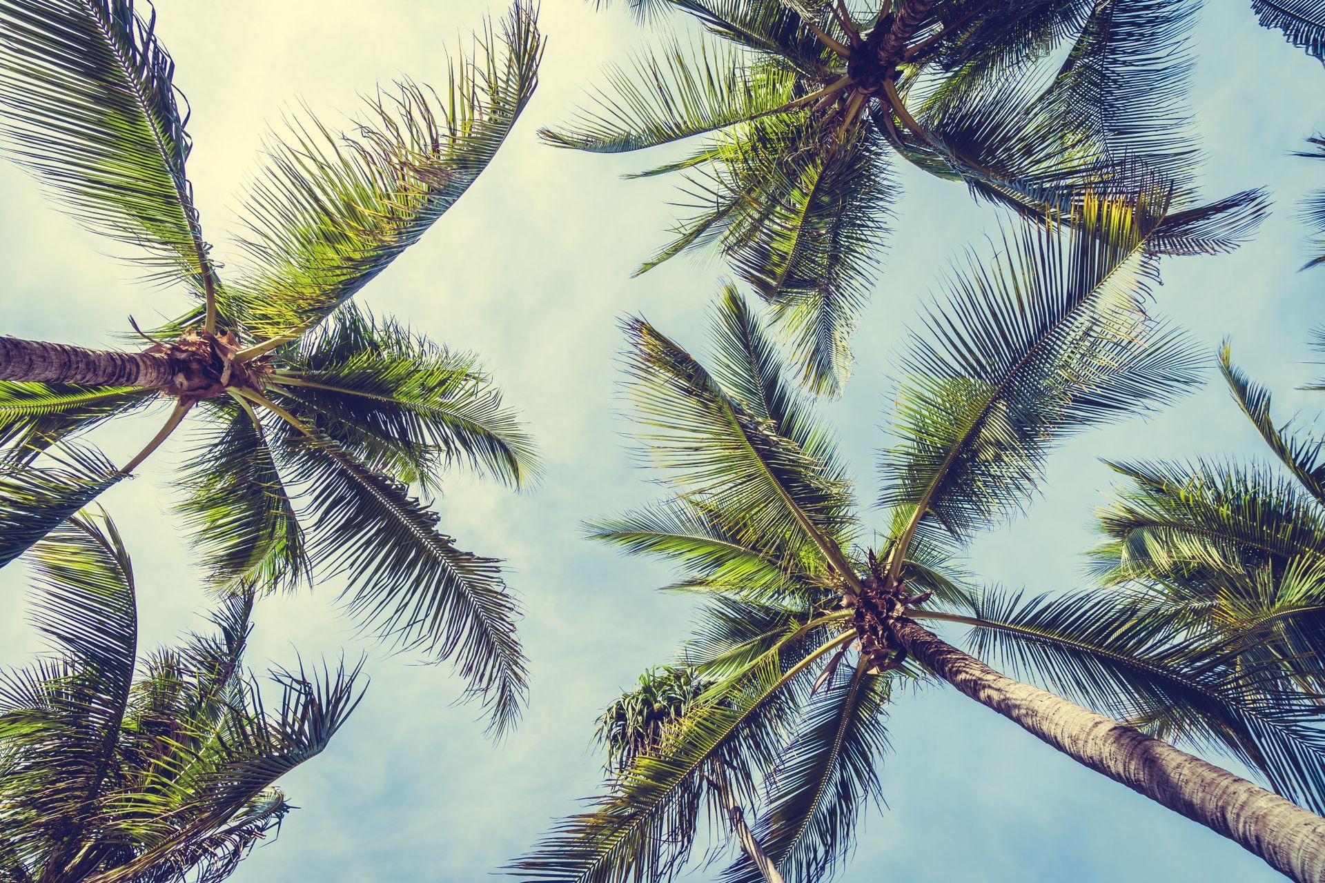 Looking up at palm trees against a blue sky