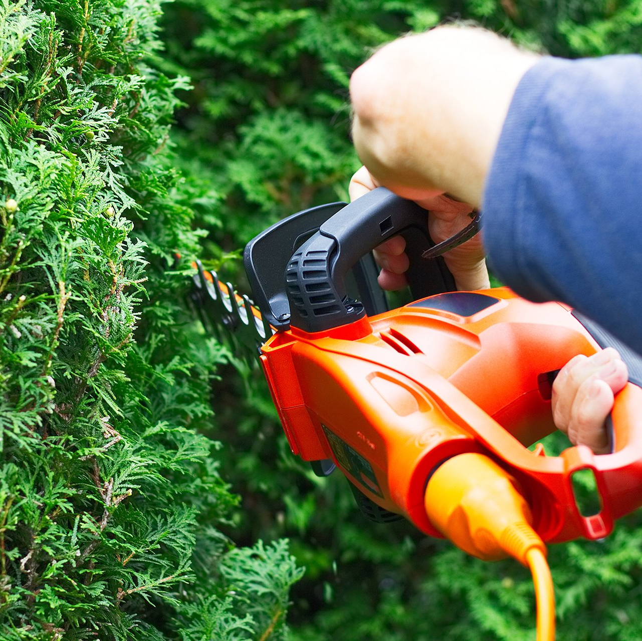 tree services
