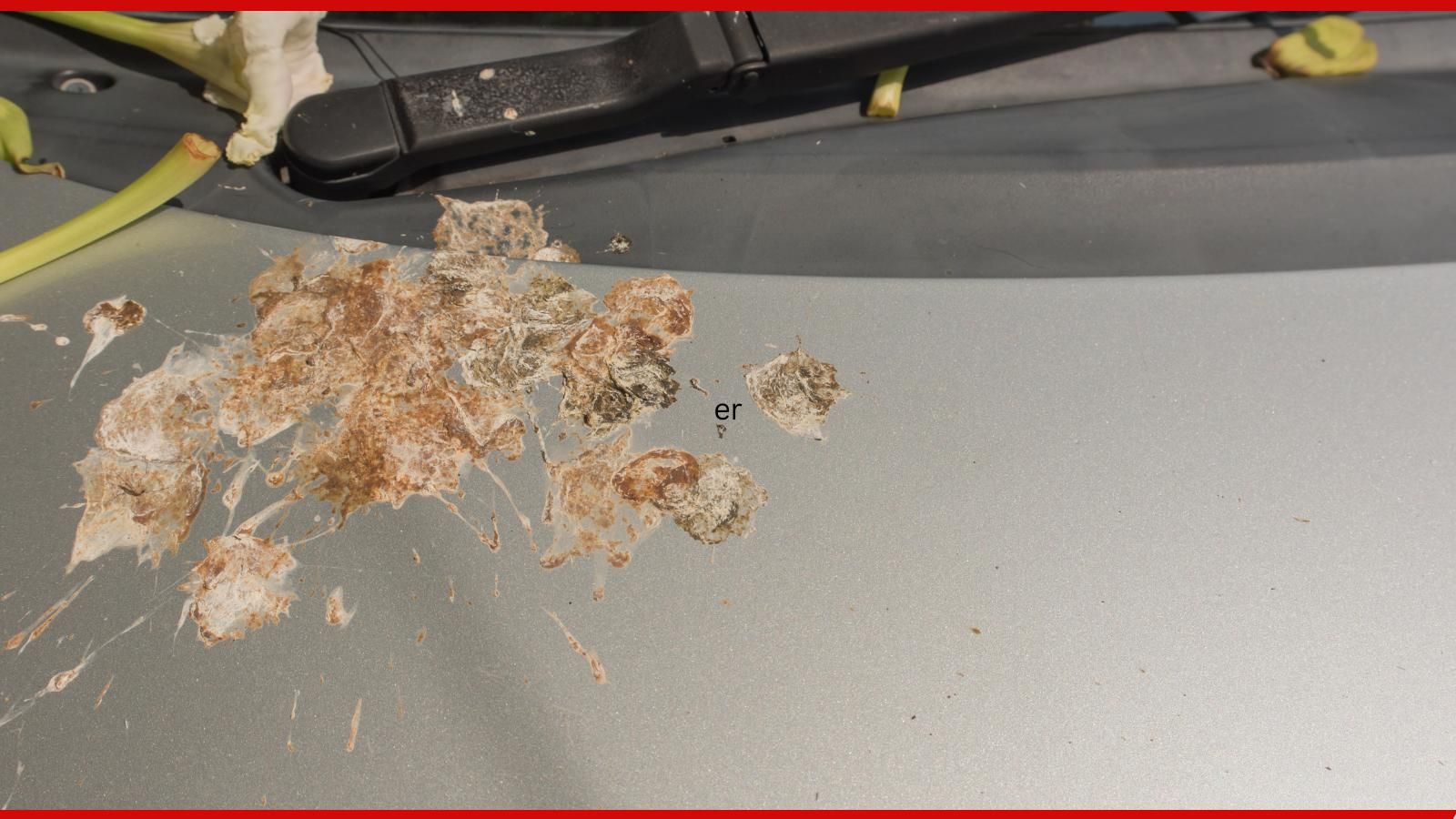 Bird droppings on car hood.