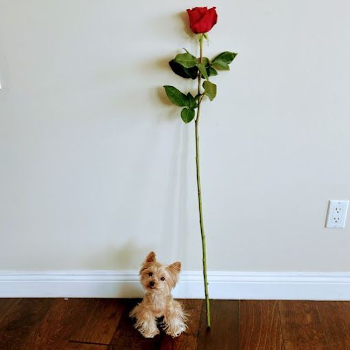 A small dog sits next to a long red rose