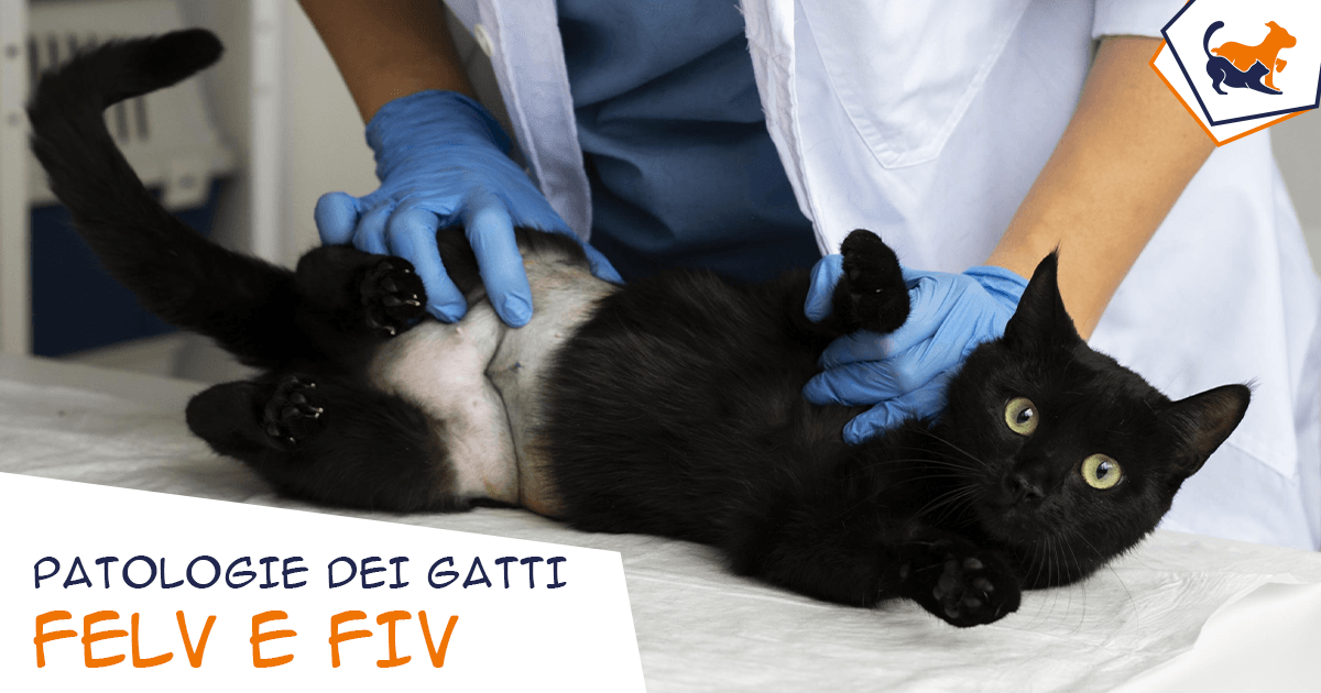 Patologie dei gatti: FeLV e FIV
