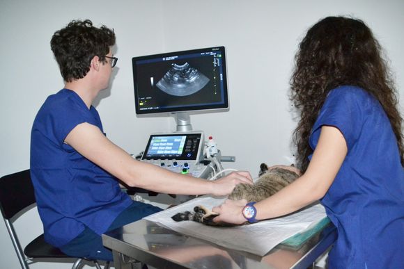 medici mentre eseguono ecografia a un gatto