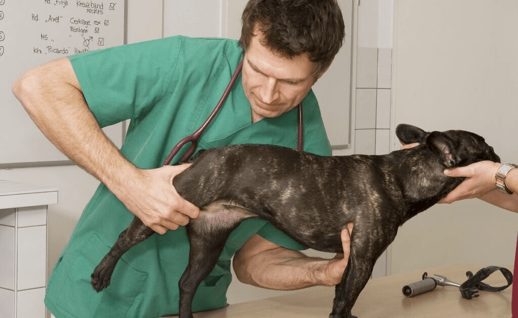 displasia dell'anca nel cane